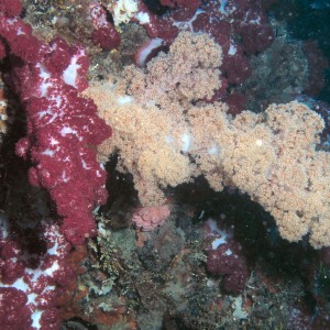 Red and Yellow soft coral on the Yongala