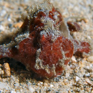 Only frogfish in New Guinea?