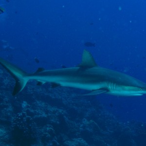 Grey Reef shark at Inglish Shaol