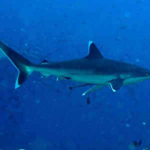 Silvertip shark at Inglish Shaol