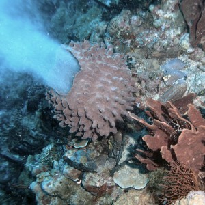 Barrel sponge erupting
