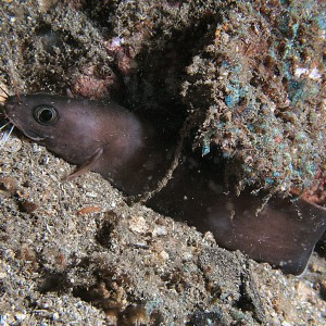 White lipped catfish on Witu Island cone