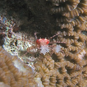 Boxer crab at Billibob