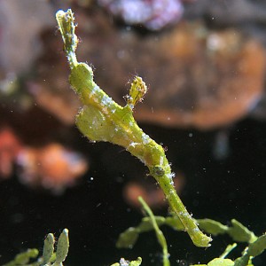 Halimeda ghost pipefish at Jayne's reef