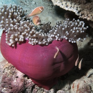 Ball anemone