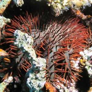 Crown of Thorns starfish at Kirsty Janes