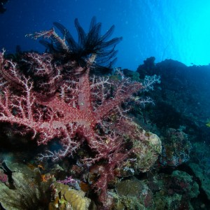 Soft Coral and feather star at Susan's