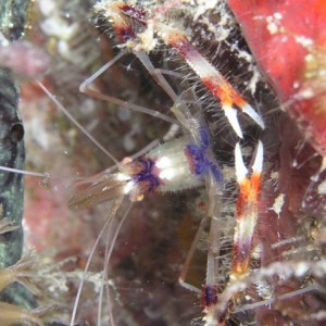 Coral banded or Boxer shrimp?