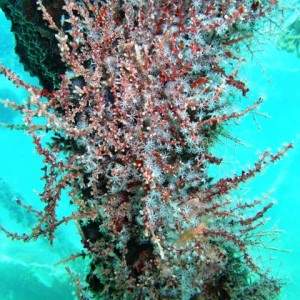 Coral Polyps