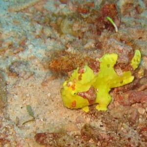Warty (Clown) Frogfish