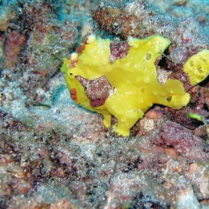 Warty_Frogfish_3