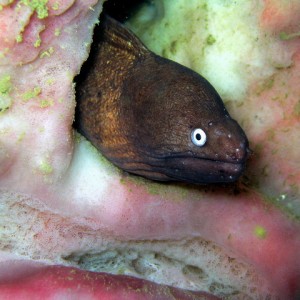 White-eye Moray Eel