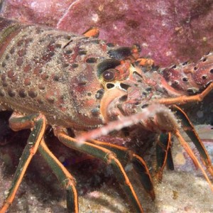 California Spiney lobster