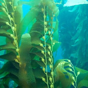 More kelp