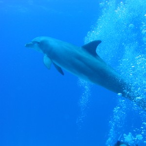 Dolphin 6