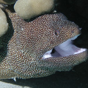 White Mouth Eel