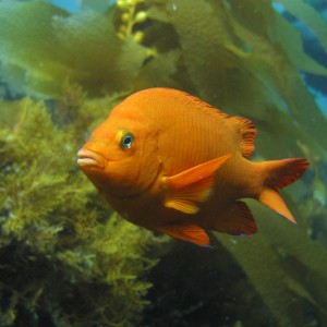 Garibaldi in the Kelp