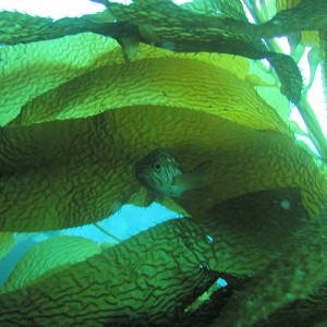 Hiding in the Kelp