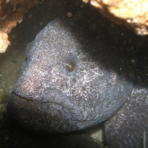 Sunrise Wolf eel