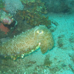 Cuttlefish, football sized