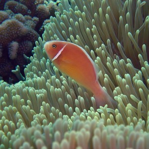 Nemo in The Solomon Islands