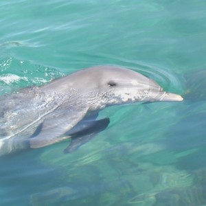 cancun dolphin