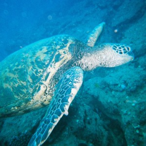 Divin' Kauai, HI (Turtle Bluffs)