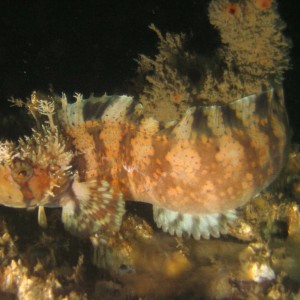 Decorated Warbonnet