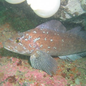 Kelp ( male) Greenling