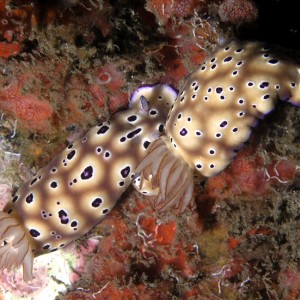 Follow the Leader Nudibranch Style