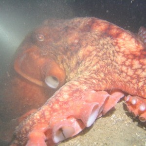 5'-6' Giant Pacific Octopus #2