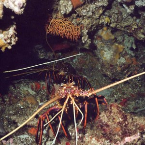 Crays at Rotto