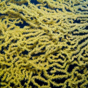 Corals at Vathi