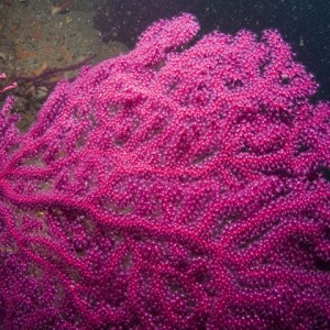 Coral2