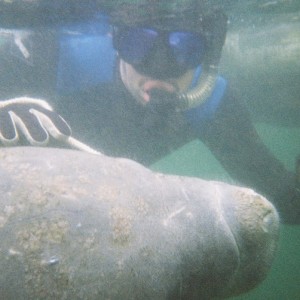 Dive with Manatee