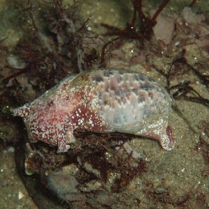 Bulla gouldiana, or Gould's Bubble snail