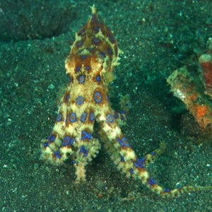 lembeh_blue_ringed_octopus