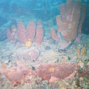 Coral_Reef-2