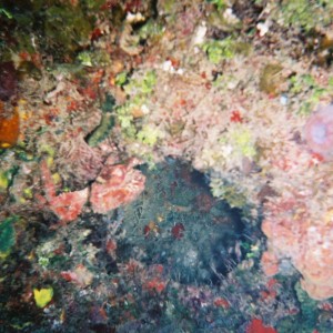 Coral_Reef-1
