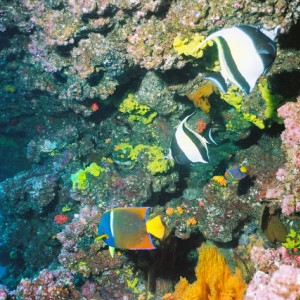 Galapagos Reef Shot