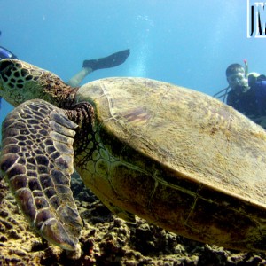 Divers & Turtle