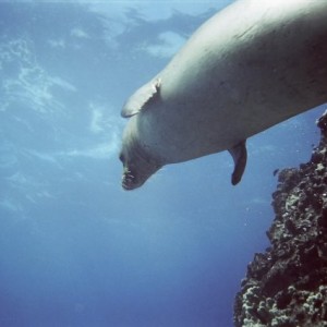 Monk seal swimming by