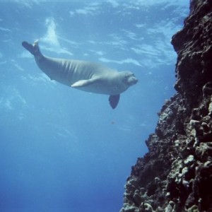 Monk seal in Oahu