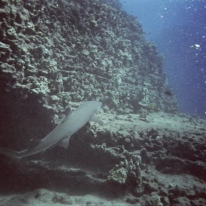 White tip reef shark  in Oahu (china wall)