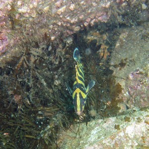Juvenile Treefish