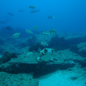 Balloonfish squadron at Cabo Pulmo