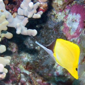 Rare Longnose Butterflyfish