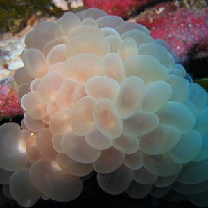 Bubble Coral at S-Buoy