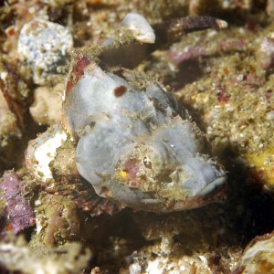 Juvenile Scorpionfish