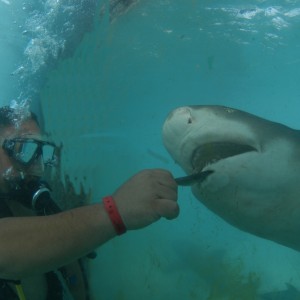 FEEDING LEMON SHARK